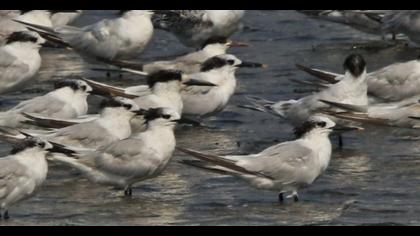 Sandwich Tern