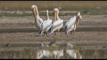Great White Pelican