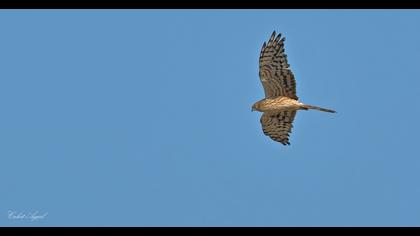 Montagu`s Harrier