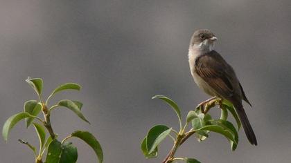 Common Whitethroat