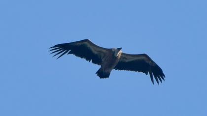 Griffon Vulture