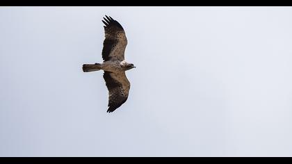 Booted Eagle