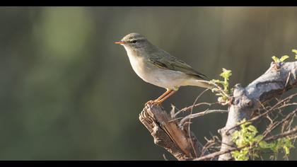 Eastern Bonelli`s Warbler