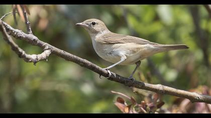 Garden Warbler