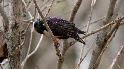 Common Starling