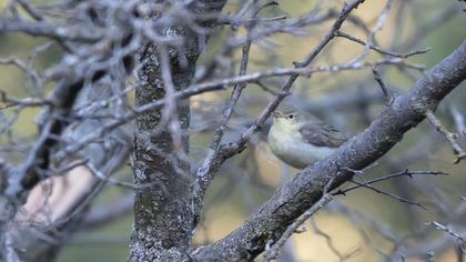 Icterine Warbler