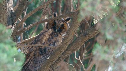 Long-eared Owl