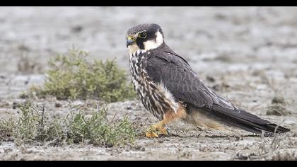 Eurasian Hobby