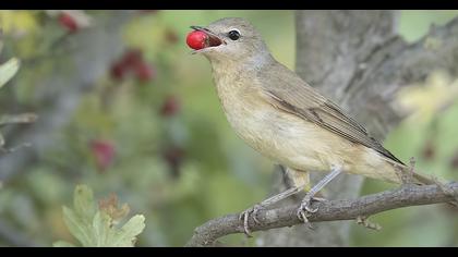Garden Warbler