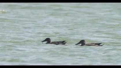 Northern Shoveler