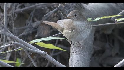 Thrush Nightingale