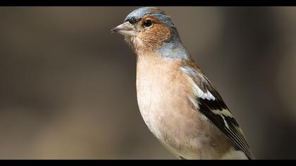 Common Chaffinch