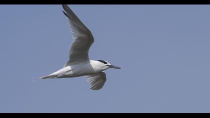 Sandwich Tern