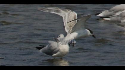 Gull-billed Tern