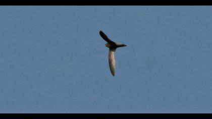 Common Swift