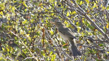 Willow Warbler