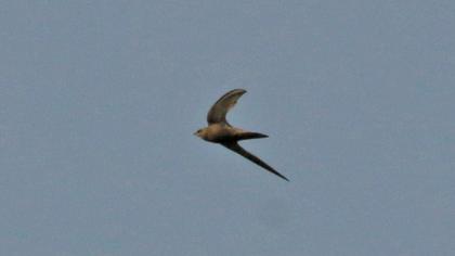 Pallid Swift