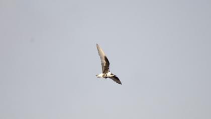White-winged Tern