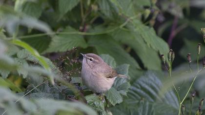 Mountain Chiffchaff