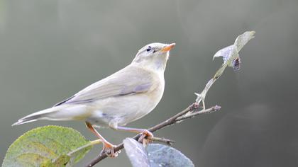 Willow Warbler