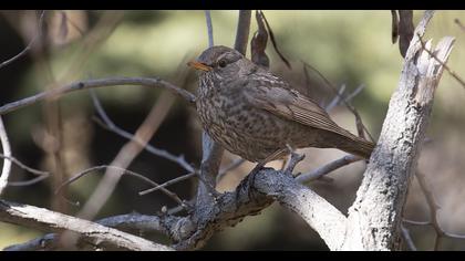 Common Blackbird