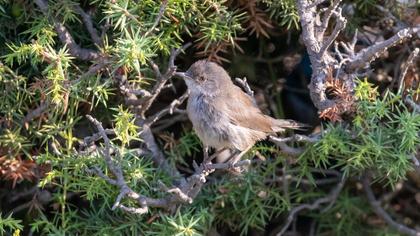 Sardinian Warbler