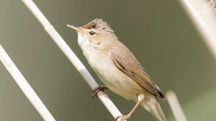 Marsh Warbler
