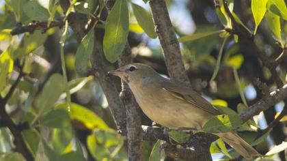 Garden Warbler