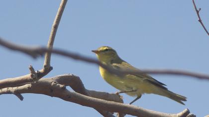 Willow Warbler