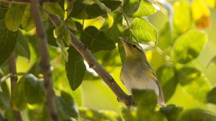 Wood Warbler