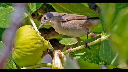 Subalpine Warbler