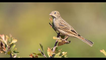 Cretzschmar`s Bunting
