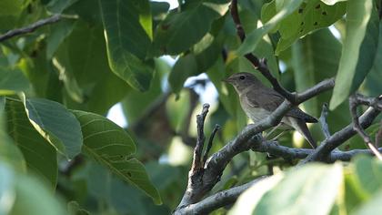 Thrush Nightingale