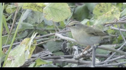 Eastern Bonelli`s Warbler