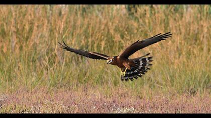 Montagu`s Harrier
