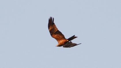 Black Kite