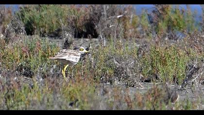Eurasian Stone-curlew