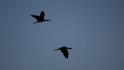 Glossy Ibis