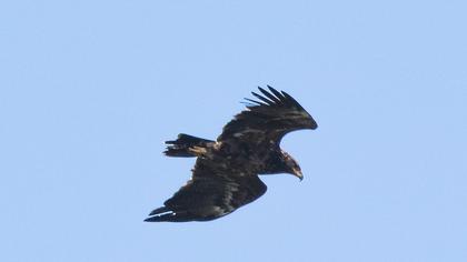 Steppe Eagle