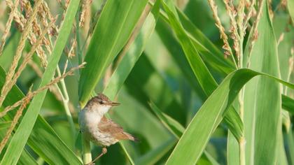 Eurasian Reed Warbler