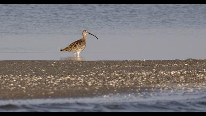 Eurasian Curlew
