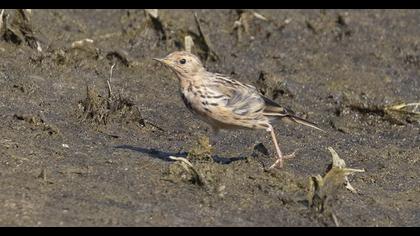 Red-throated Pipit