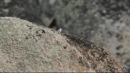 Western Rock Nuthatch