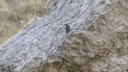 Blue Rock Thrush