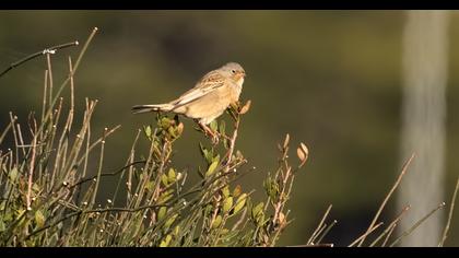 Cretzschmar`s Bunting