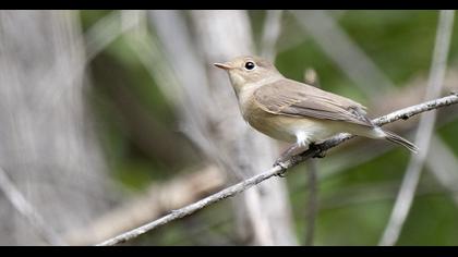 Red-breasted Flycatcher