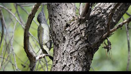 Grey-headed Woodpecker