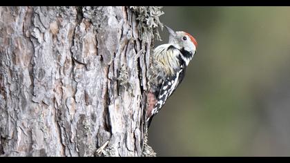Middle Spotted Woodpecker