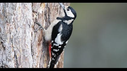 Great Spotted Woodpecker