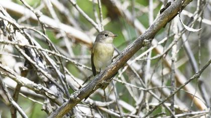 Red-breasted Flycatcher